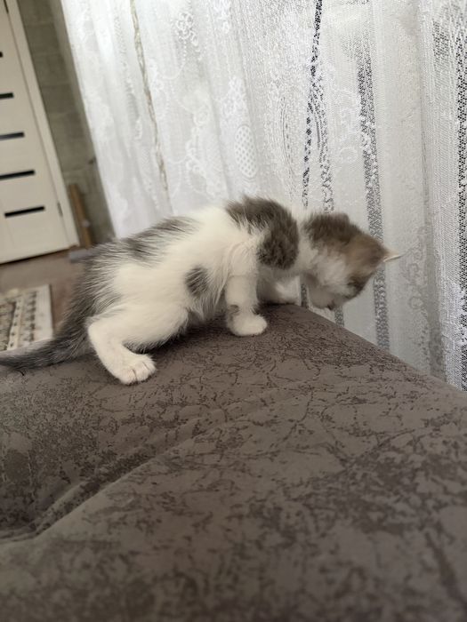 Котенок в добрые руки