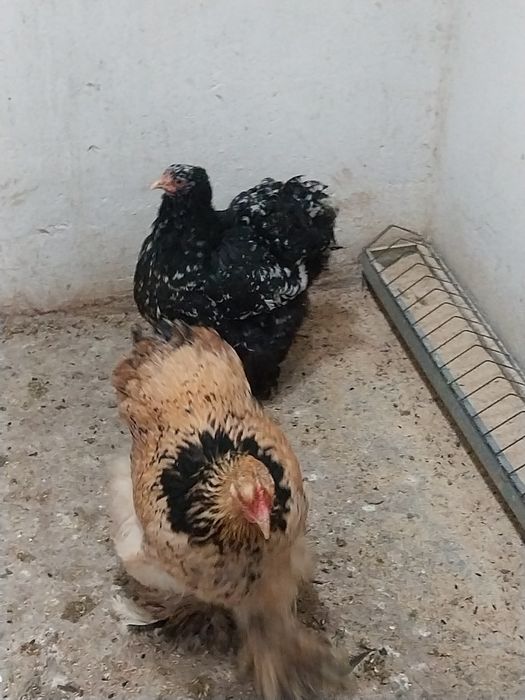 Vând cocoși și găini Cochinchina