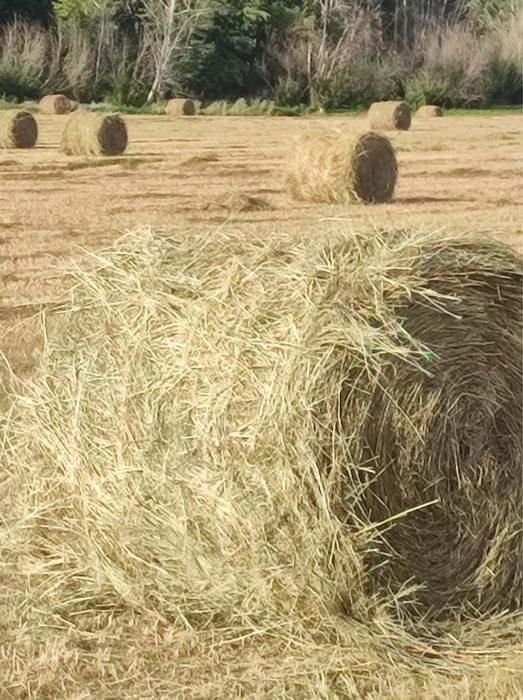 Продам сено луговое 200кг