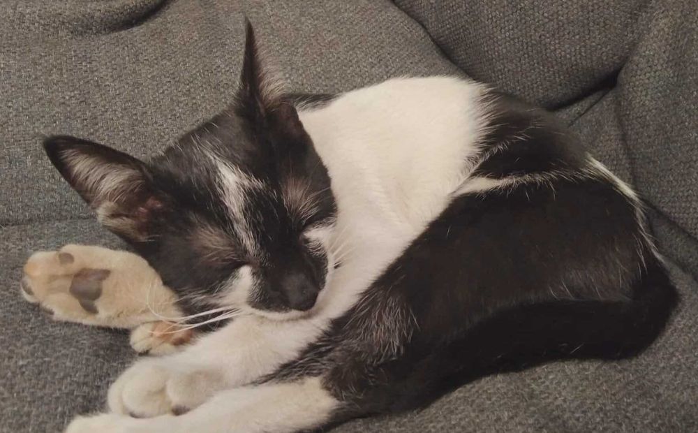 Коте Марс търси дом