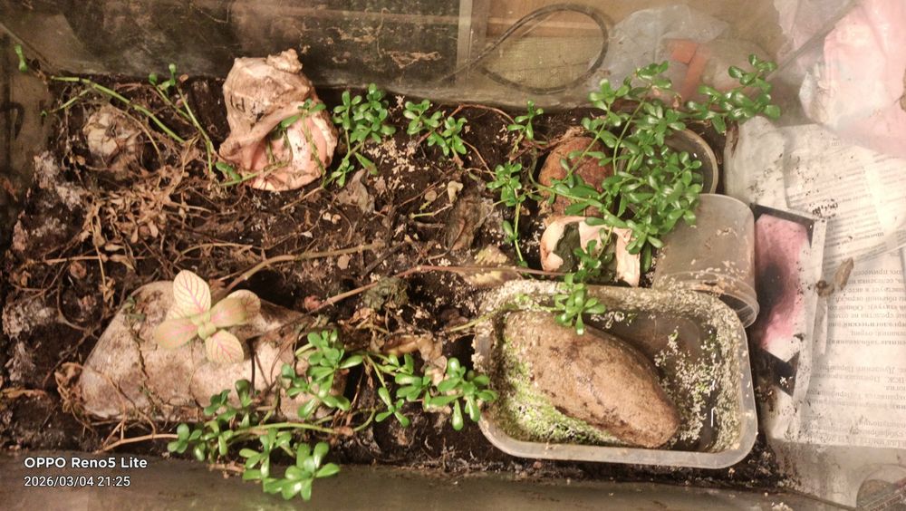 Флорариум с крабом и растениями