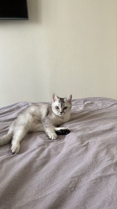 Кошка шотландская прямоухая короткошерстная