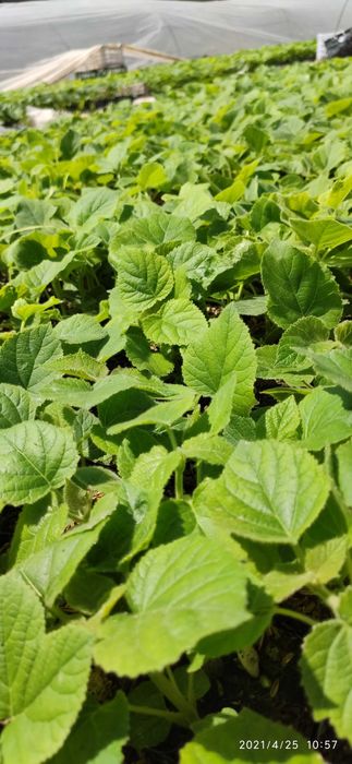 Pavloniya Gibrid 9501 nihollari,  павлония  koʻchatlari кўчати