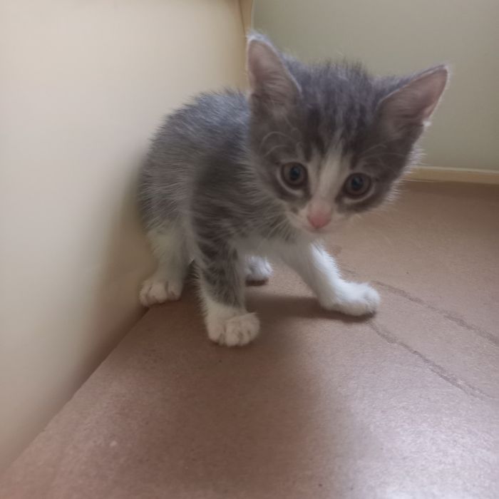 Котёнок мальчик  1 месяц