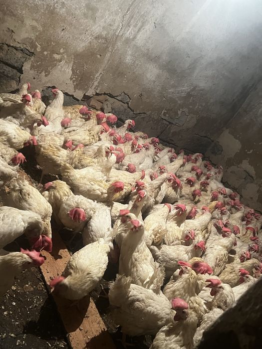 Продам поросят курей