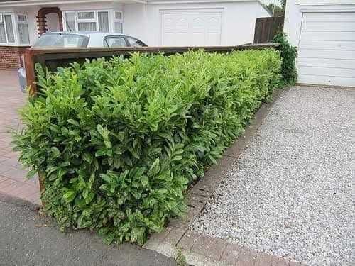 Лавровишна "Новита"