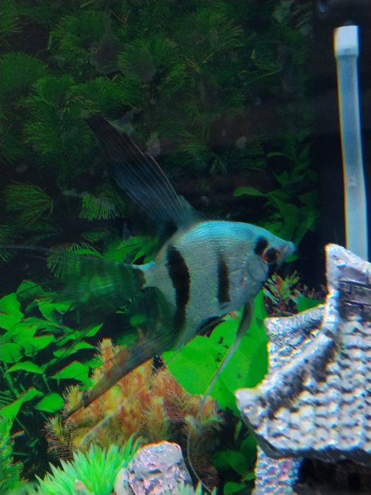 Продам рыба скалярии