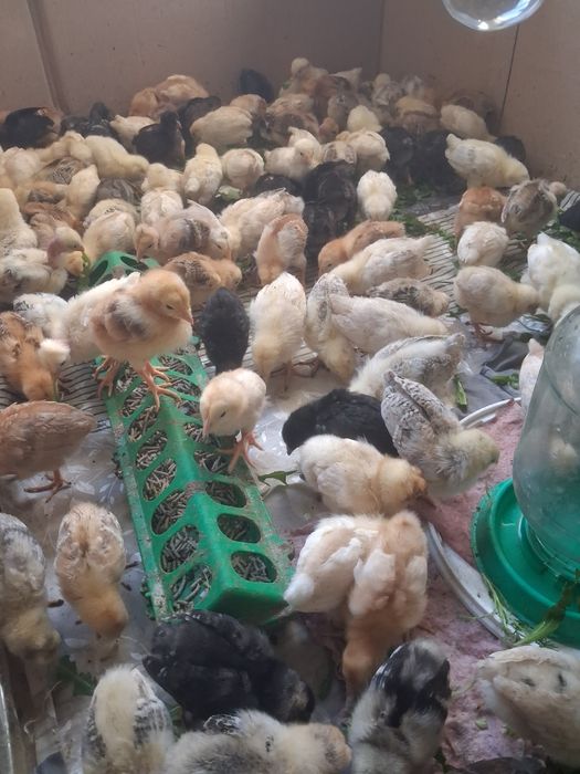 Продам домашних цыплят