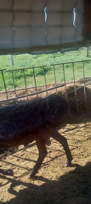 Продам  барана. Кошкар 2 год