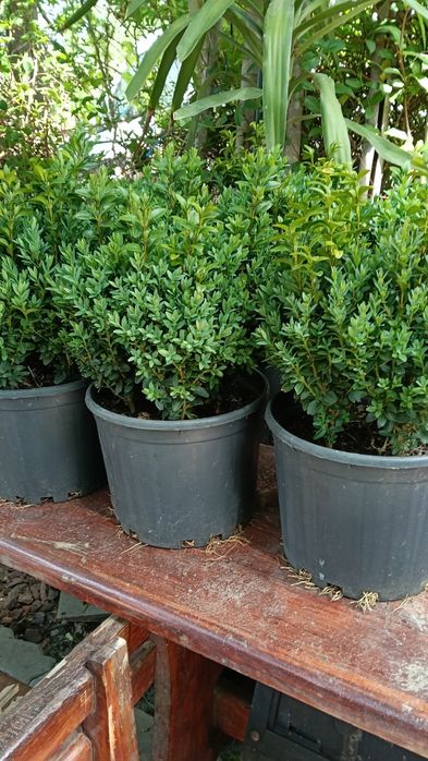 Buxus rotund globular