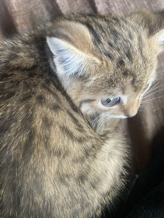 Кошка продаютсья