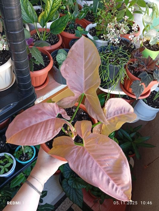 Продам цветы комнатные