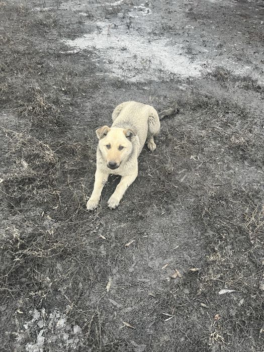 Ищем добрый дом!