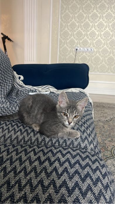 Даю бесплатно кота