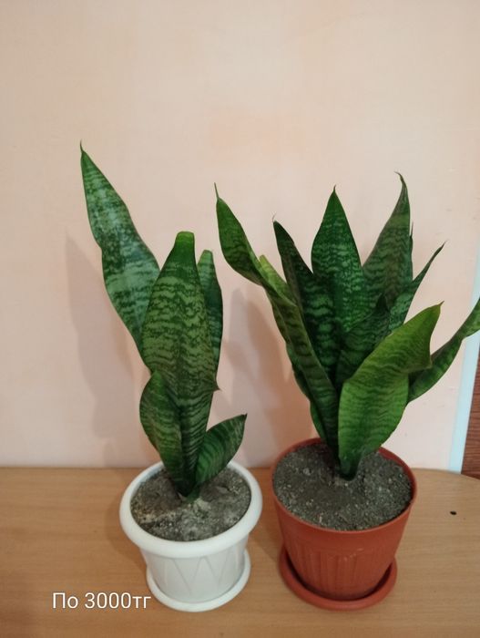 Продам комнатные цветы