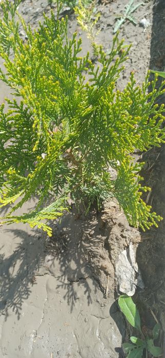 Туя көшеттері бар