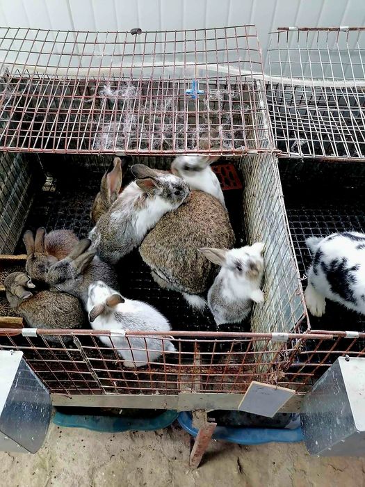 Зайци  5/8  евро