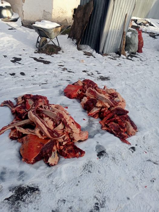 Согым режим все виды