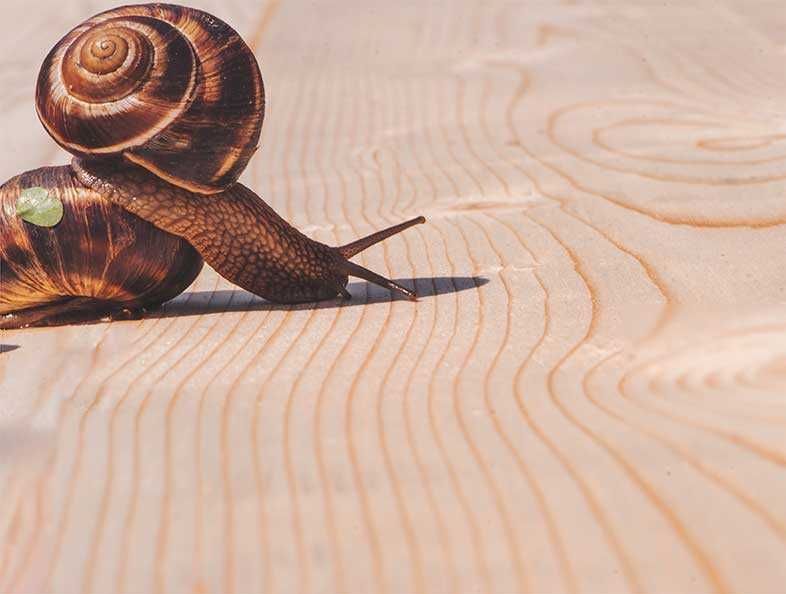 Дюшеме / масивен дървен паркет | Производител Модър - 2002