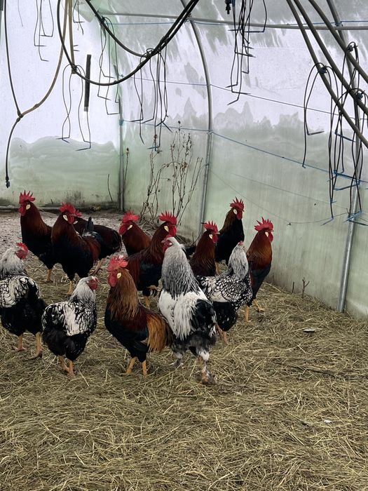 Cocosi italieni, wiandotte disponibili