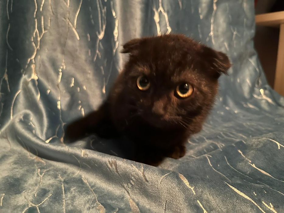 Мейн-кун/шотландская вселаухая