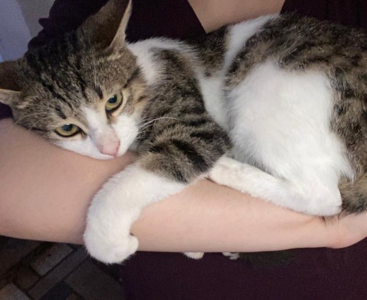 Кот Василий  пропал помните найти