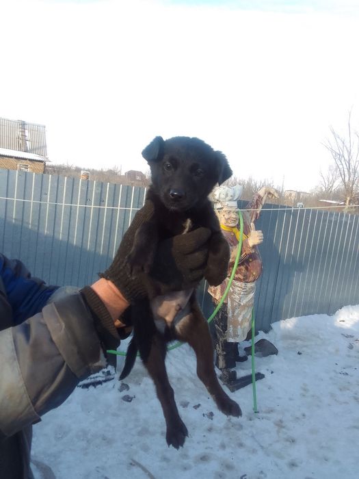 Отдам кутят .щенков