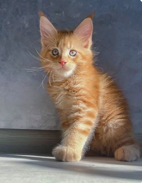 Мейн кун котята.