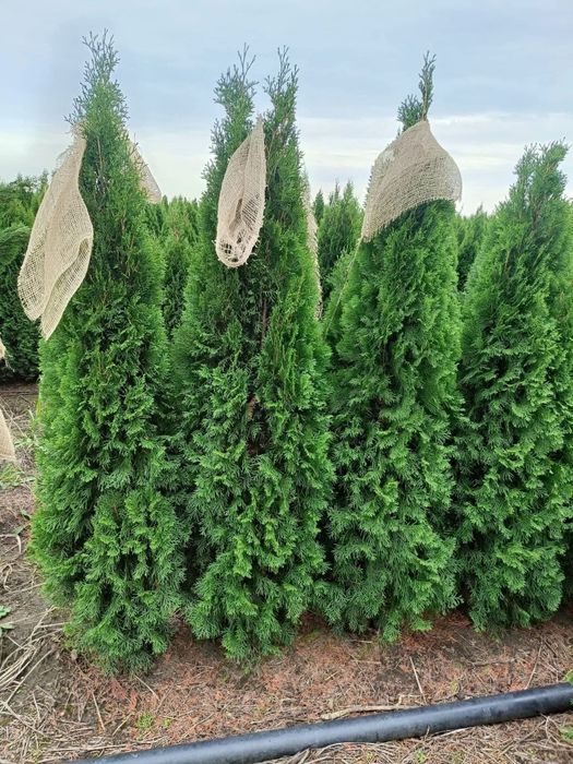 Vindem plante ornamentale preț bun transport gratuit la domiciliu