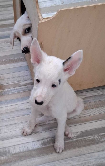 отдам в добрые руки щенков