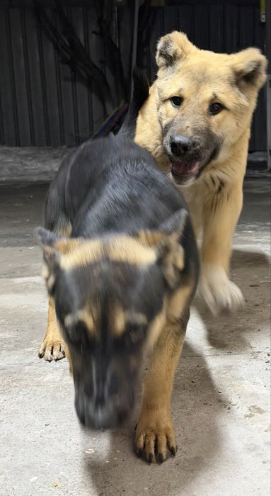 Чистокровный Алабай