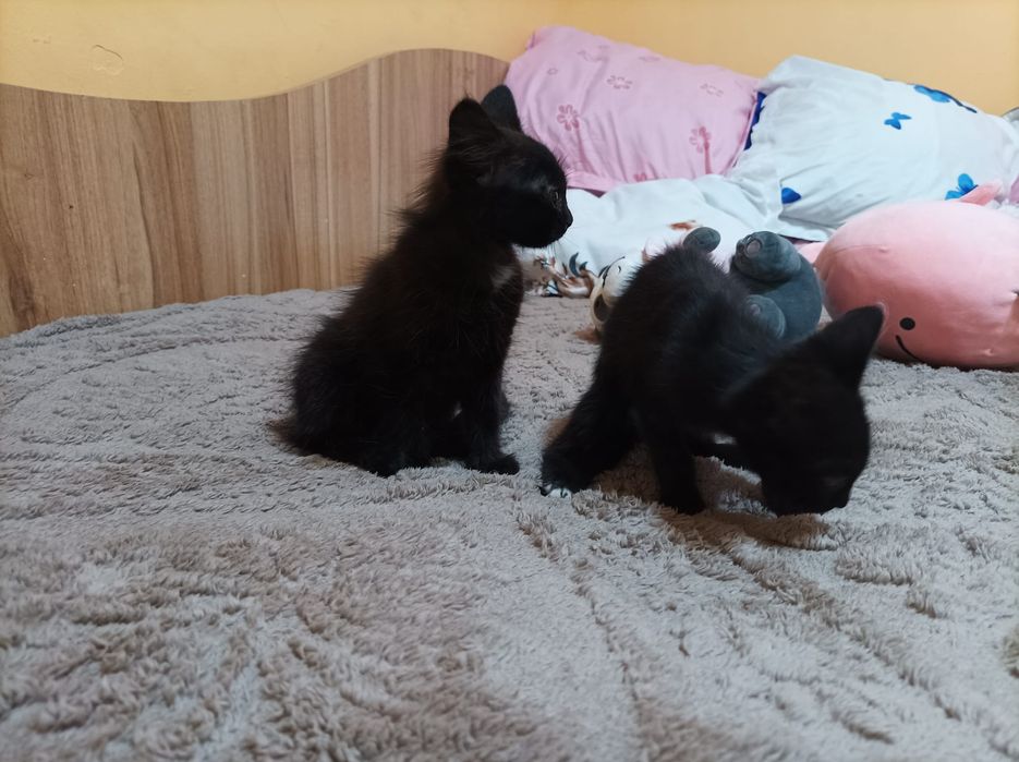 Dau spre adopție doi pui de pisica