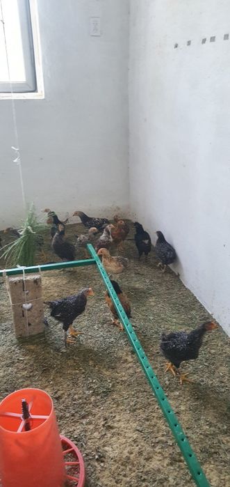 Sifatli jo‘jalar sotiladi (tovuq va xo‘roz)