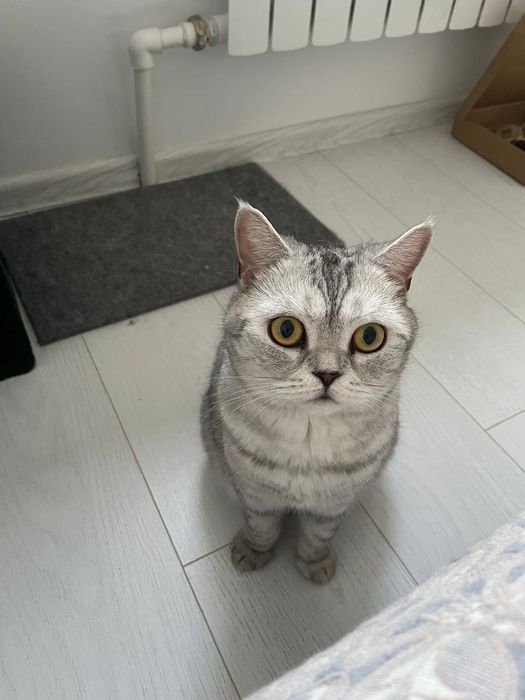 Шотландский вислоухий кот