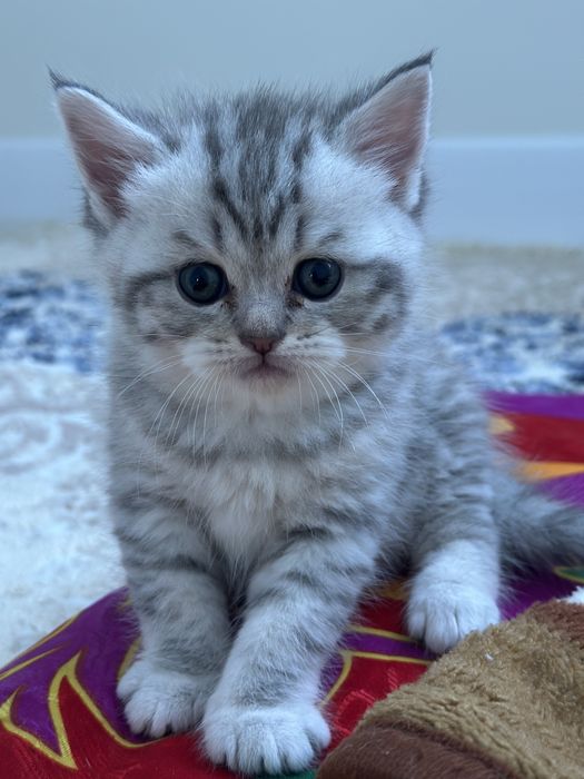 Мысық сатылады 70 000 тг