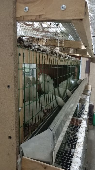 Бедана кафас сотилади