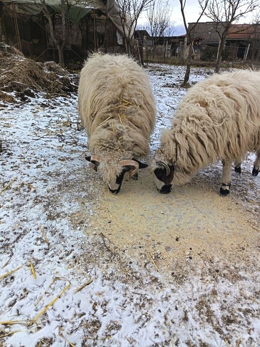 Vând 2 berbecuți
