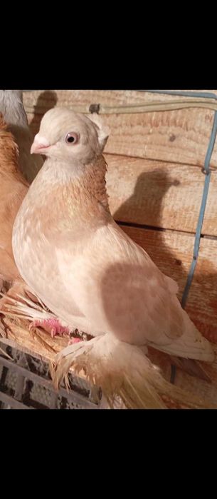 Продам две пары бойных голубей