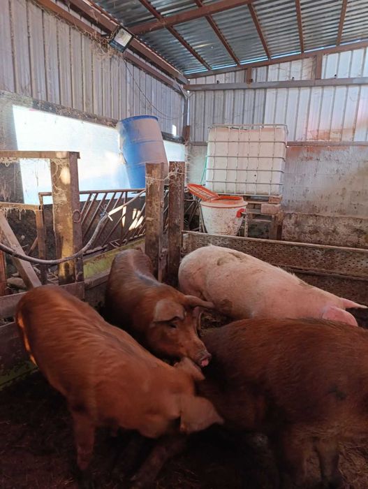 Продавам свине майки