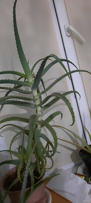 Алоэ столетник в наличии