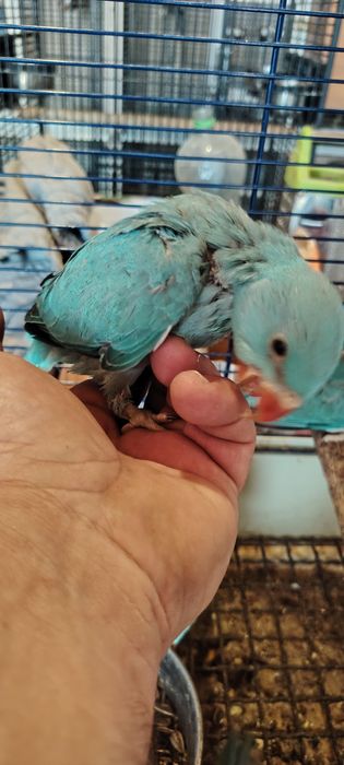 Papagali Micul Alexandru