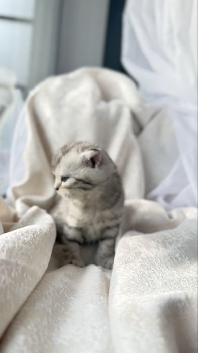 Продаются очаровательные котята