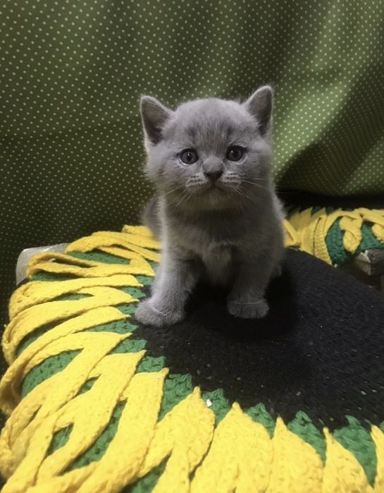 Британские котята