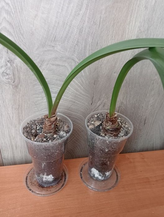 Продам луковицы гиппеаструма.