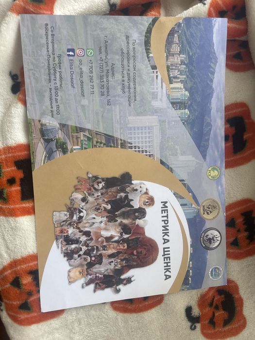 Вязка Амернканский пит буль