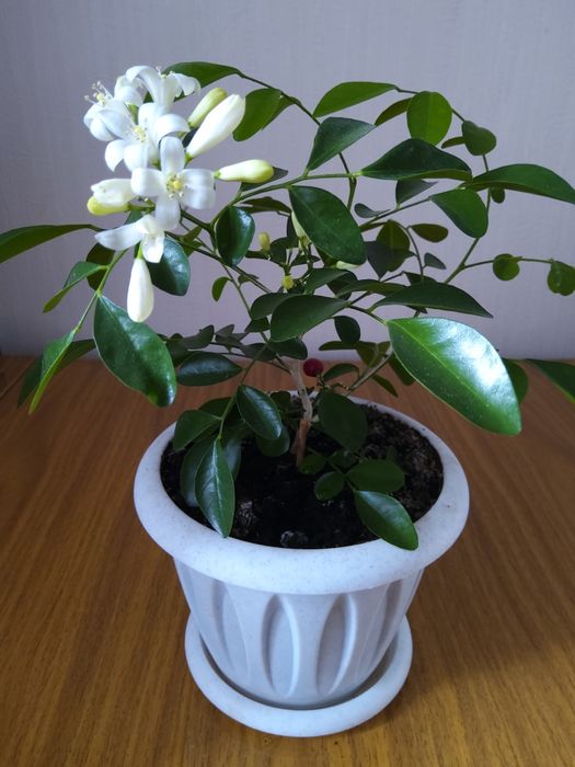 Продам комнатные растения