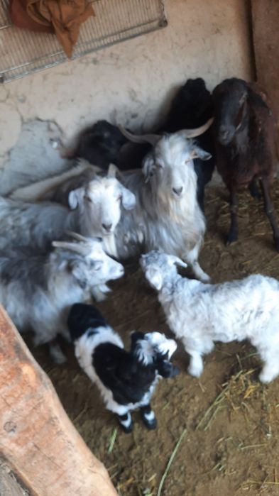 Ешкі лақ теке коза козлята