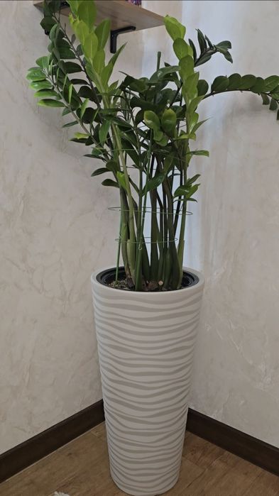 Замиокулькас долларовое дерево