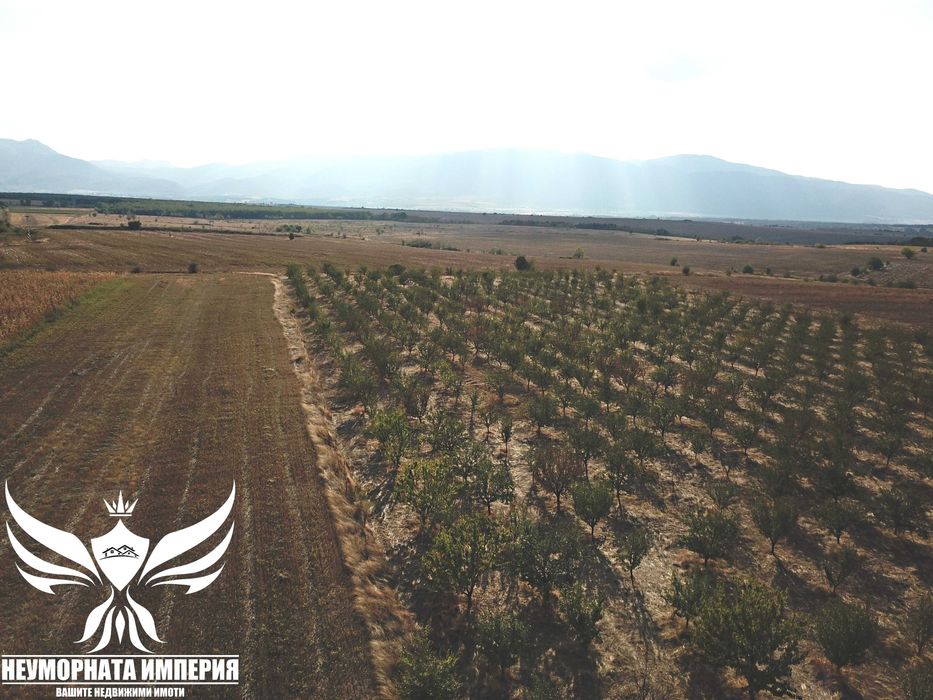 Продавам земя 24.5 декара засята със сливови дръвчета в с.Нови Извор