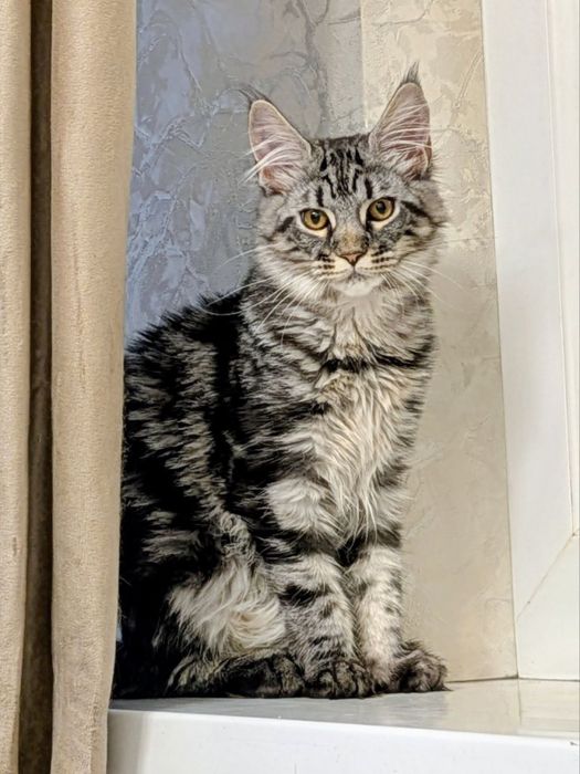 Котята породы Мейн кун классик, клубные с документами.